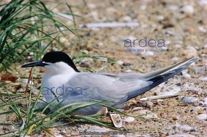 : Sandwich Tern - at nest : Sandwich Tern - at nest