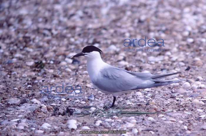 : SANDWICH TERN - At nest : SANDWICH TERN - At nest