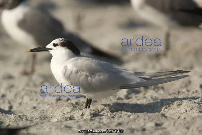 : Sandwich Tern - in non-breeding plumage : Sandwich Tern - in non-breeding plumage