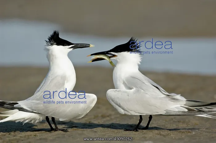 : Sandwich Tern offering fish : Sandwich Tern offering fish