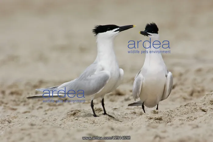 : Sandwich Tern - Pair in courtship : Sandwich Tern - Pair in courtship
