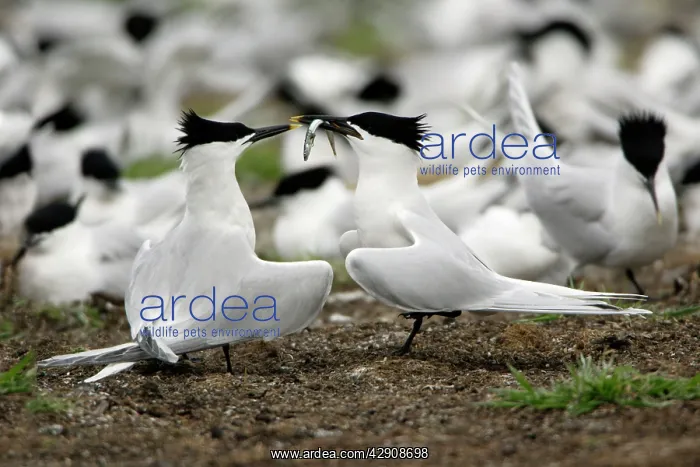 : Sandwich Tern - pair courtship displaying : Sandwich Tern - pair courtship displaying