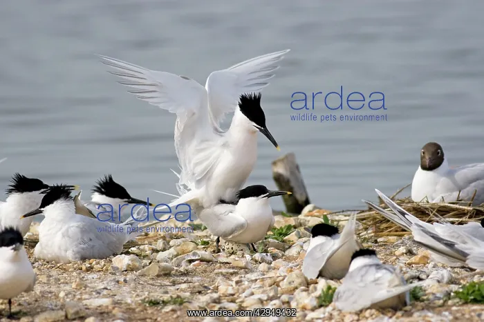 : Sandwich Tern - Pair mating : Sandwich Tern - Pair mating