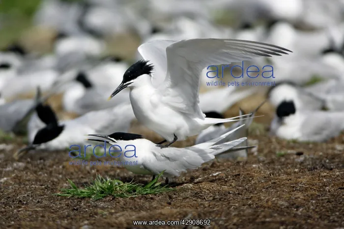 : Sandwich Tern - pair mating on edge of nesting colony : Sandwich Tern - pair mating on edge of nesting colony