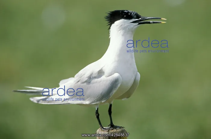 : Sandwich TERN - on perch : Sandwich TERN - on perch
