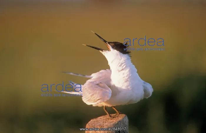 : Sandwich Tern - on perch, beak open : Sandwich Tern - on perch, beak open