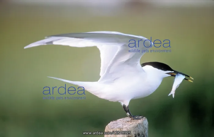: Sandwich TERN - perched with fish in beak : Sandwich TERN - perched with fish in beak