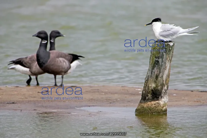 : Sandwich Tern - perched on post by water Island : Sandwich Tern - perched on post by water Island