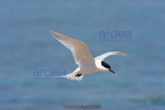 : Sandwich Tern - Single adult in flight : Sandwich Tern - Single adult in flight
