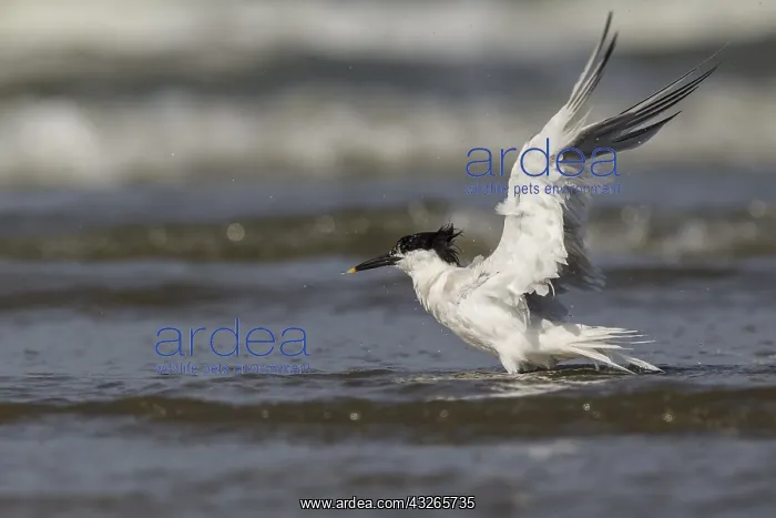 : Sandwich Tern (Sterna sandvicensis) flapping it : Sandwich Tern (Sterna sandvicensis) flapping it
