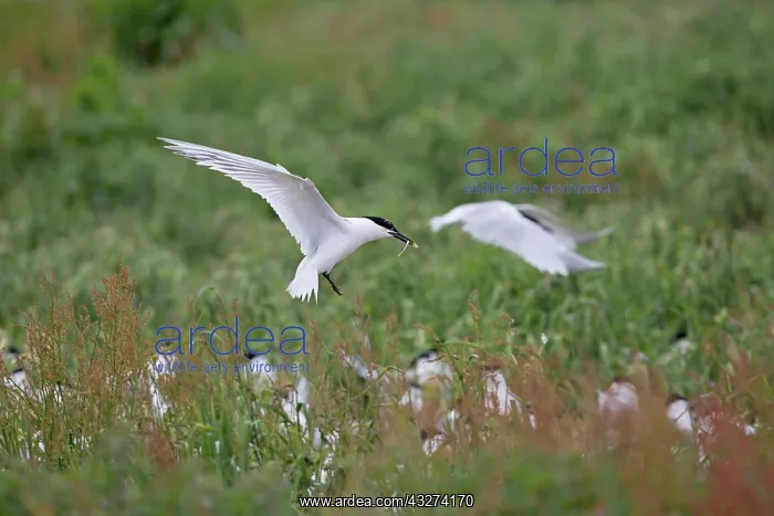  : Sandwich Tern - Summer