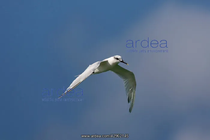 : Sandwich Tern - winter plumage - in flight : Sandwich Tern - winter plumage - in flight