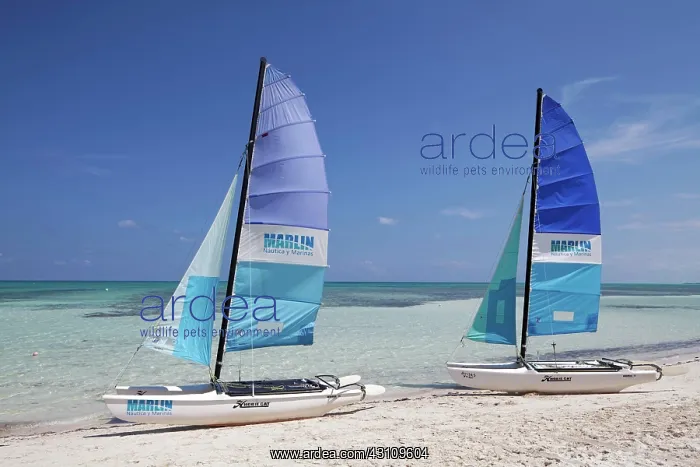 : Sandy beach beach with two catamarans, blue sails : Sandy beach beach with two catamarans, blue sails