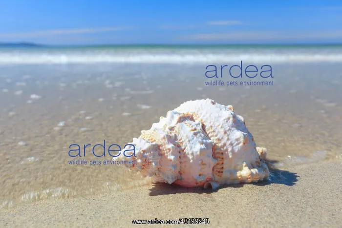  : Sandy beach beach on the coast, Scotland, Great