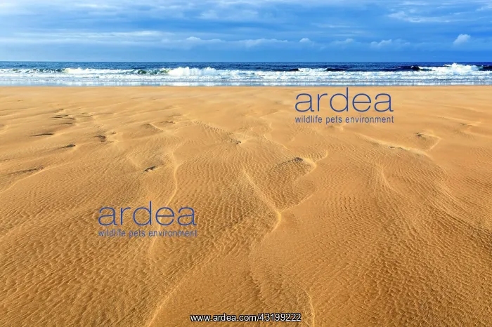 : Sandy beach beach coast, Sutherland, Scotland : Sandy beach beach coast, Sutherland, Scotland