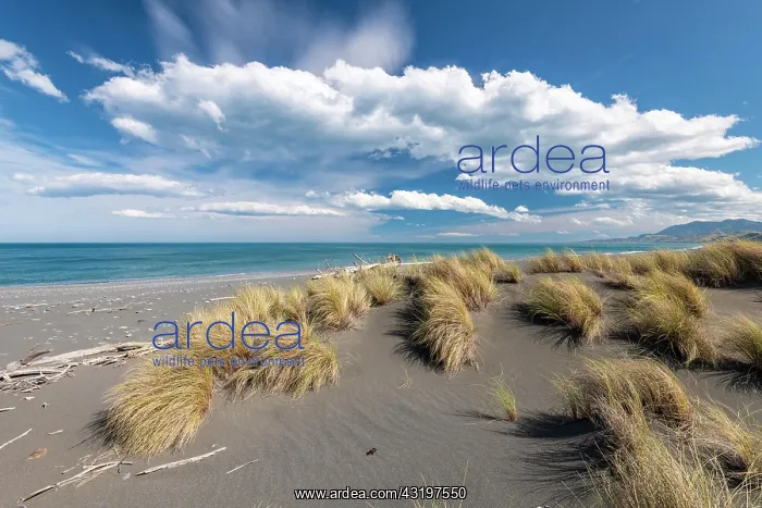 : Sandy beach beach with grass near Kaikoura, Canterbury : Sandy beach beach with grass near Kaikoura, Canterbury