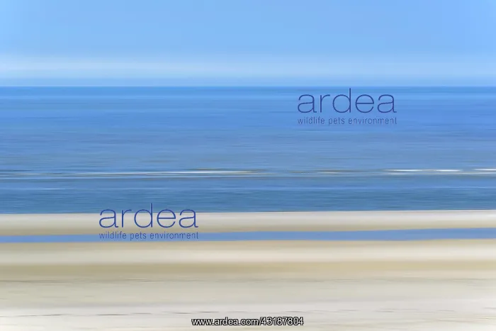 : Sandy beach beach with incoming waves and blue sky : Sandy beach beach with incoming waves and blue sky