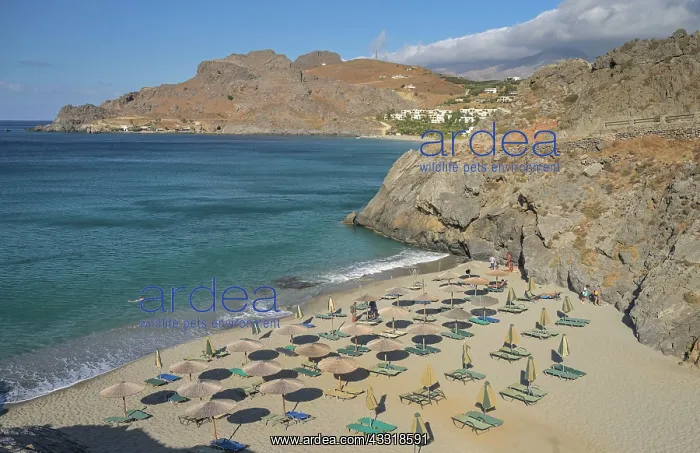: Sandy beach beach micro Ammoudi Beach, South coast : Sandy beach beach micro Ammoudi Beach, South coast