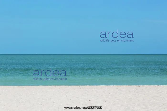: Sandy beach with blue sky and horizon of calm se : Sandy beach with blue sky and horizon of calm se