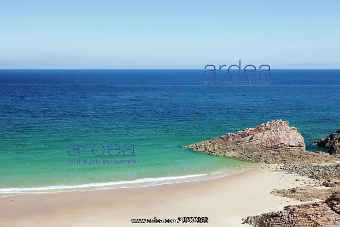 : Sandy beach, Cap Fr&, x9a25;l, Brittany, France : Sandy beach, Cap Fr&, x9a25;l, Brittany, France