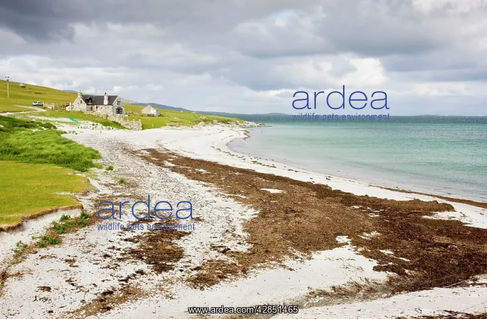 : Sandy beach and croft on Berneray (Bearnaraigh) : Sandy beach and croft on Berneray (Bearnaraigh)