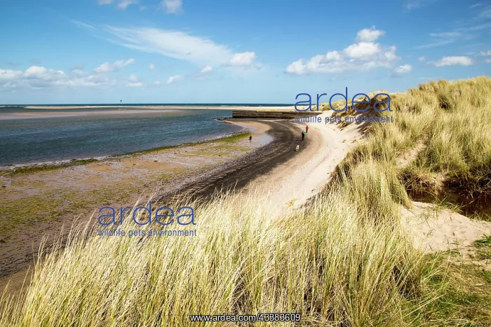  : Sandy beach at low tide, Budle Bay, Northumberland