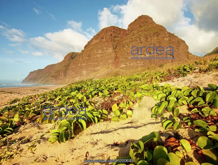 : Sandy beach on the Napali Coast, Polihale State : Sandy beach on the Napali Coast, Polihale State