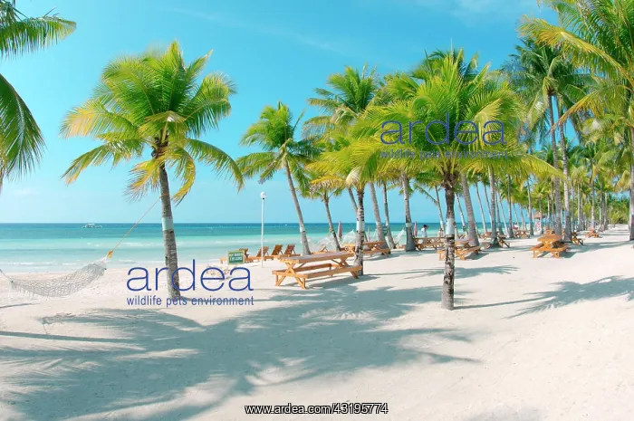 : Sandy beach with palm trees, Bohol Island, Philippines : Sandy beach with palm trees, Bohol Island, Philippines
