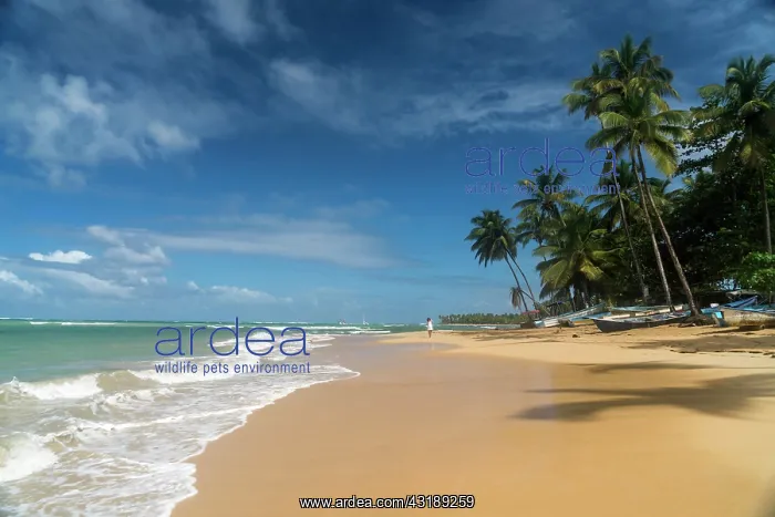 : Sandy beach with palm trees in Las Terrenas, Samana : Sandy beach with palm trees in Las Terrenas, Samana