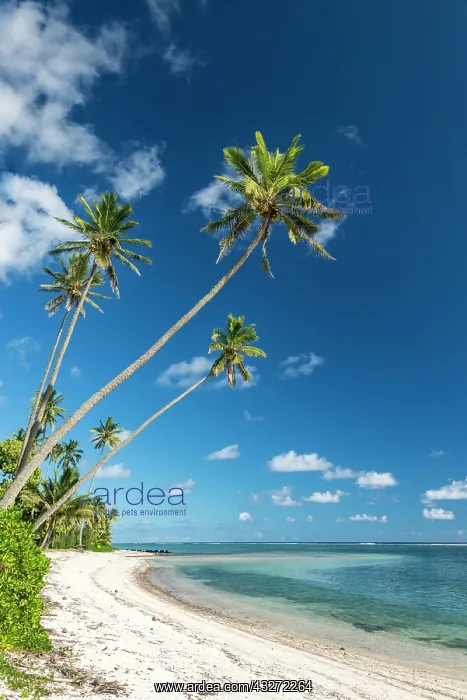 : Sandy beach with palm trees and turquoise water : Sandy beach with palm trees and turquoise water