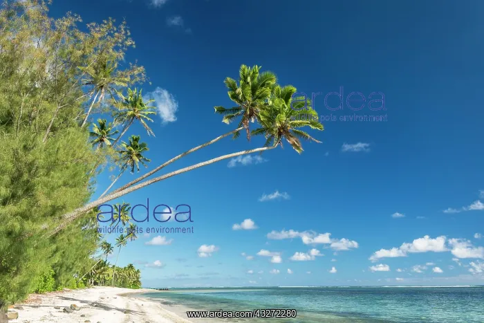 : Sandy beach with palm trees and turquoise water : Sandy beach with palm trees and turquoise water