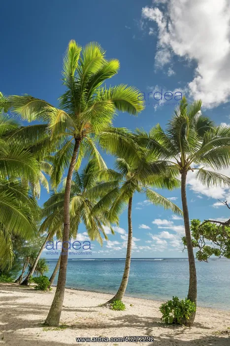 : Sandy beach with palm trees and turquoise water : Sandy beach with palm trees and turquoise water