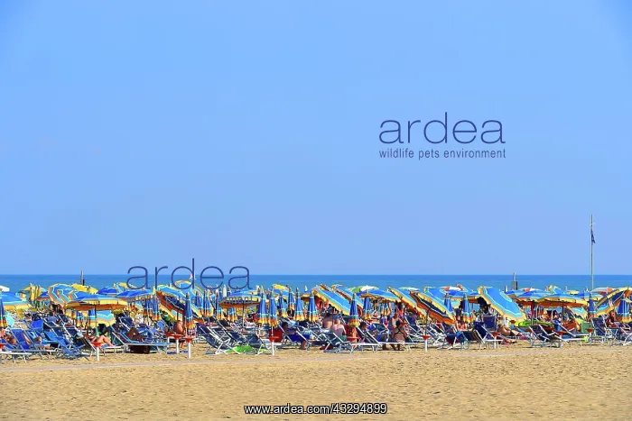 : Sandy beach, sea, sun loungers and parasols, Bibione : Sandy beach, sea, sun loungers and parasols, Bibione