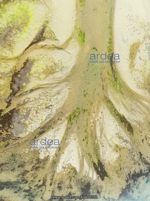: Sandy deposits, channels and streams at low tide : Sandy deposits, channels and streams at low tide