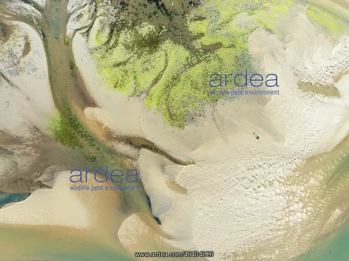 : Sandy deposits, channels and streams at low tide : Sandy deposits, channels and streams at low tide