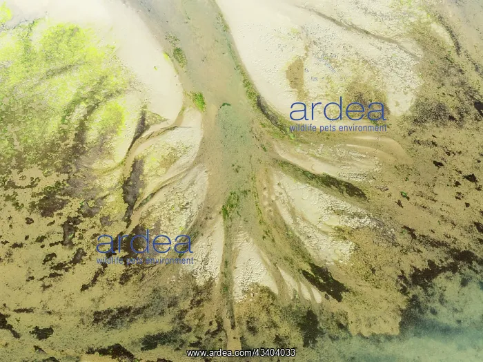 : Sandy deposits, channels and streams at low tide : Sandy deposits, channels and streams at low tide