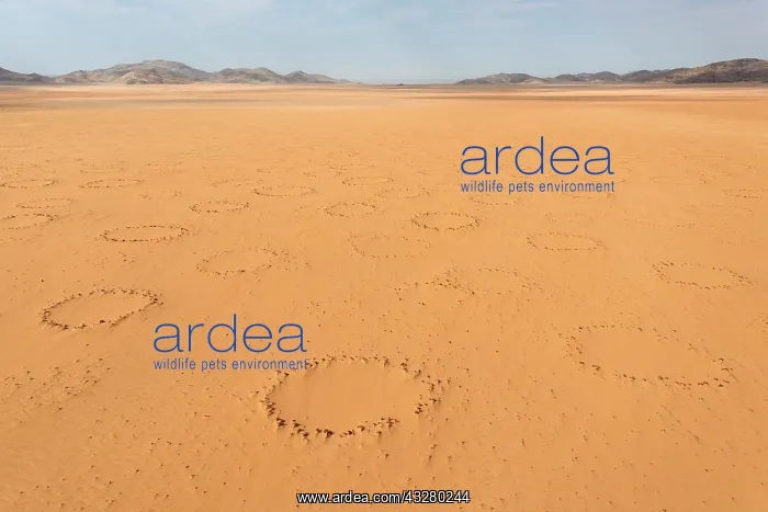 : Sandy desert plain with so-called Fairy Circles, circular pa : Sandy desert plain with so-called Fairy Circles, circular pa