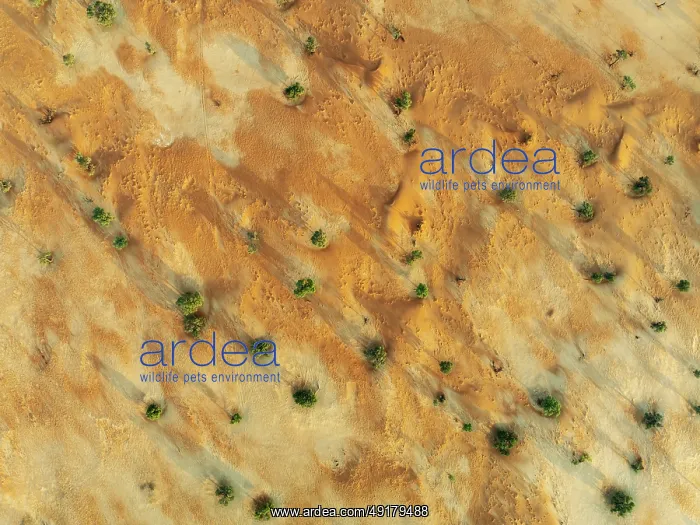 : Sandy desert plain with sparse vegetation : Sandy desert plain with sparse vegetation