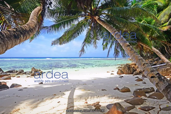 : Sandy dream beach of Anse Baleine, Mahe Island : Sandy dream beach of Anse Baleine, Mahe Island