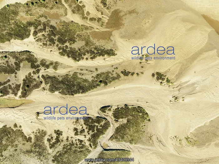 : Sandy drifts at low tide at the Lago de la Gaviota : Sandy drifts at low tide at the Lago de la Gaviota