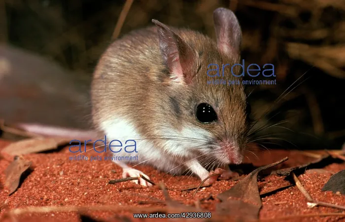 : Sandy inland mouse (Pseudomys hermannsburgensis) : Sandy inland mouse (Pseudomys hermannsburgensis)