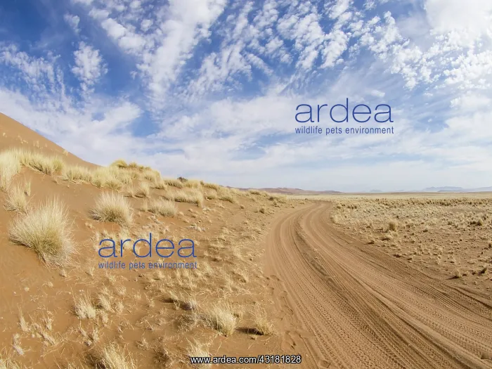 : Sandy road running through dune landscape : Sandy road running through dune landscape