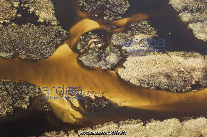 : Detail of a sandy section of the Gomoti River with : Detail of a sandy section of the Gomoti River with