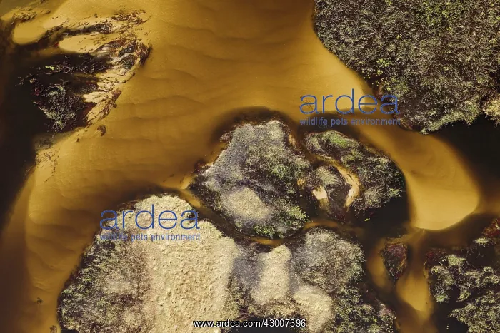 : Detail of a sandy section of the Gomoti River with : Detail of a sandy section of the Gomoti River with