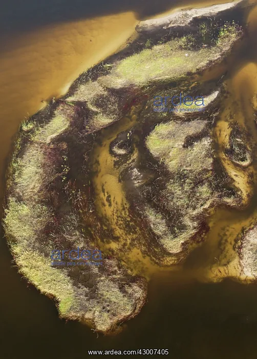 : Detail of a sandy section of the Gomoti River with : Detail of a sandy section of the Gomoti River with