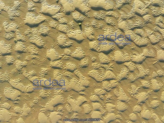 : Sandy shapes at low tide at the shore of the Atlantic : Sandy shapes at low tide at the shore of the Atlantic