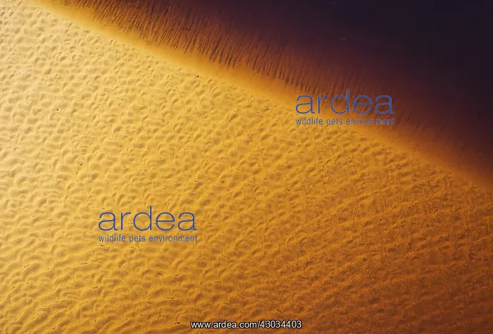 : The sandy shore of a freshwater marsh - aerial view : The sandy shore of a freshwater marsh - aerial view