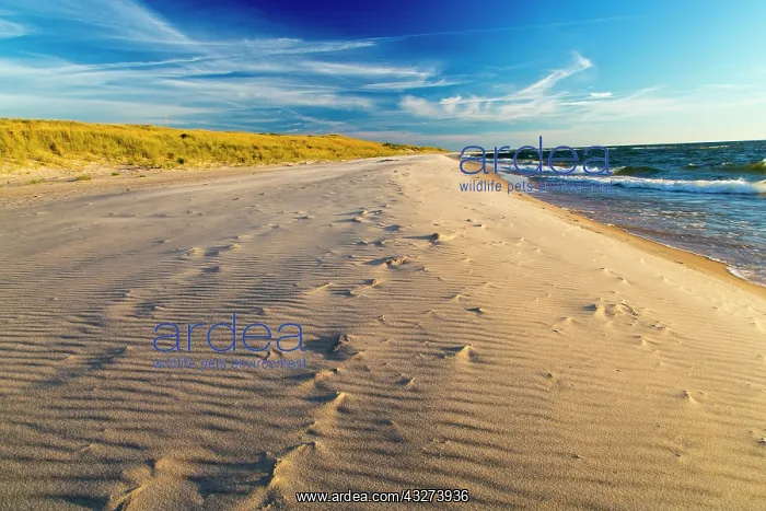 : Sandy shores of Lake Michigan at Ludington : Sandy shores of Lake Michigan at Ludington