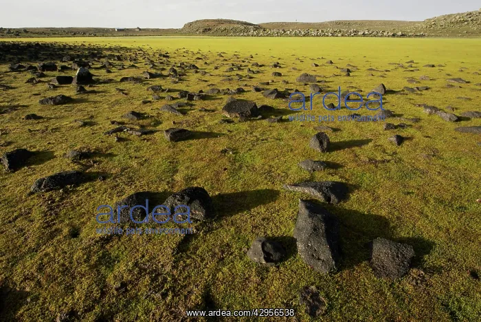 : Sanetti Plateau : Sanetti Plateau