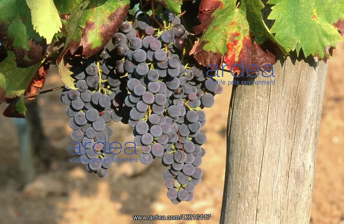 : Sangiovese Grapes : Sangiovese Grapes